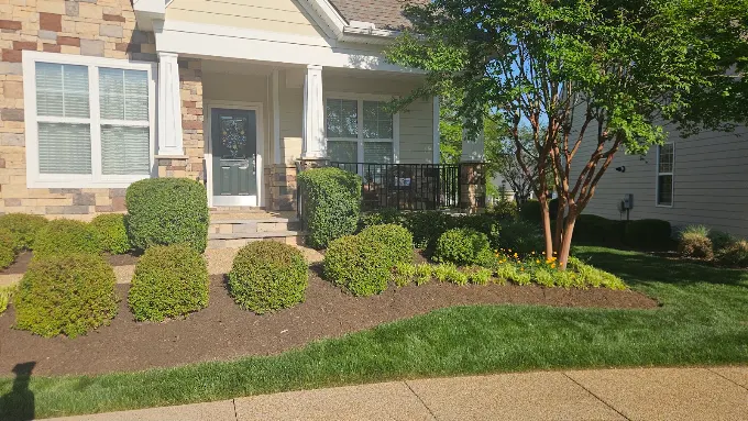 Manicured front bed with trimmed shrubs and fresh dark mulch
